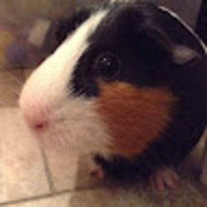 Meet your Posher, Lucky